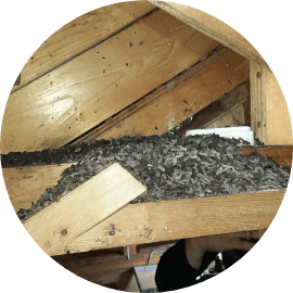 家の周りに
                小さな糞が溜まっている